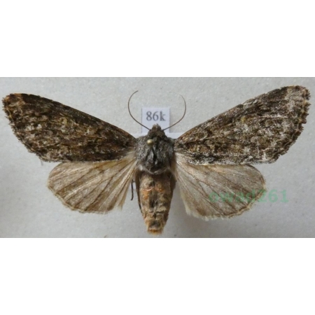 Apamea maillardi (Geyer, 1834) Austria86k